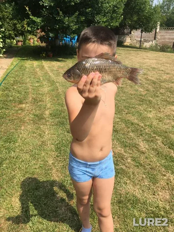 Crucian carp — Sennitsa, Jun 23, 2019
