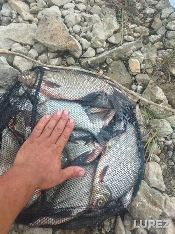 Bream — Oka, Jun 24, 2019