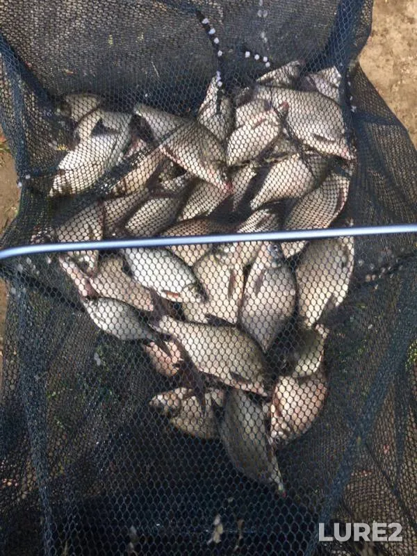 Bream — Moskva, Jun 25, 2019