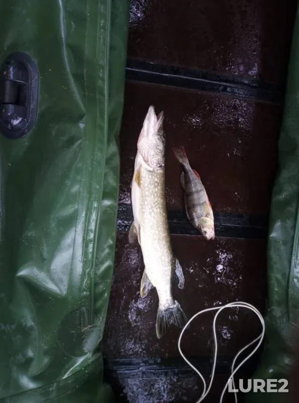 Perch, Pike — Oka, Jun 30, 2019