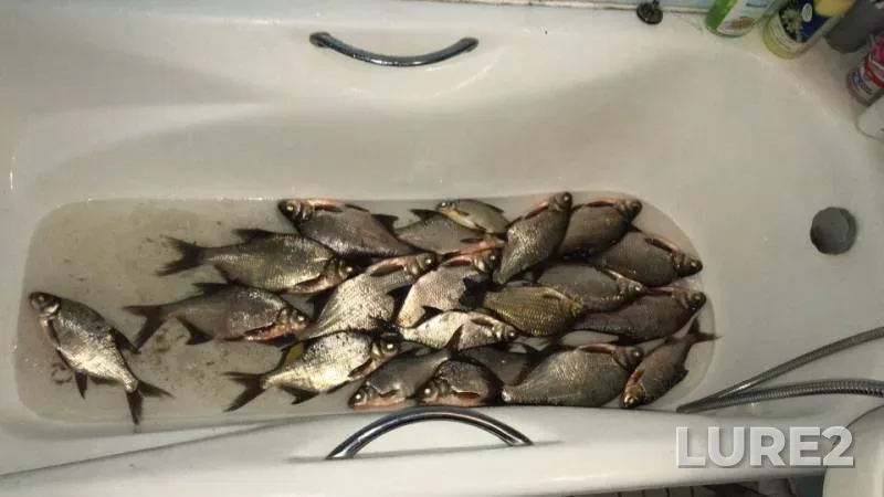 Bream — Moskva, Jul 03, 2019