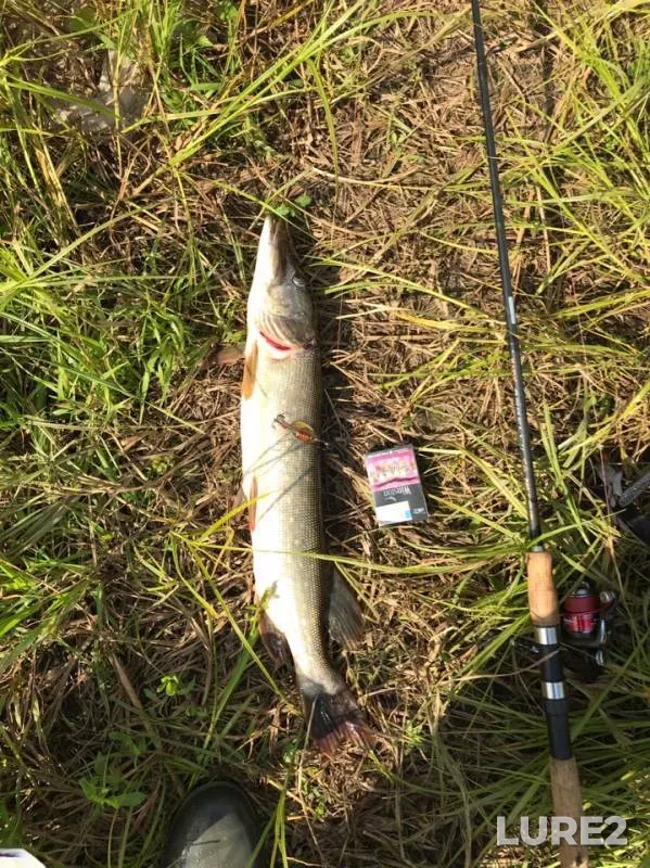 Pike — Pesochnoye, Jul 13, 2019