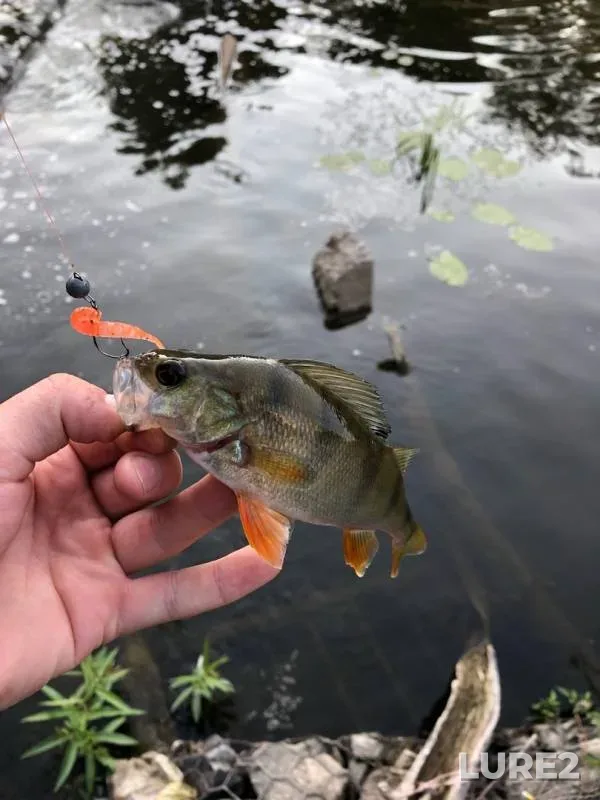 Perch — Kolomenka, Jul 13, 2019