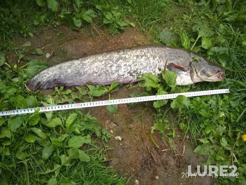 Wels catfish — Moskva, Jul 13, 2019