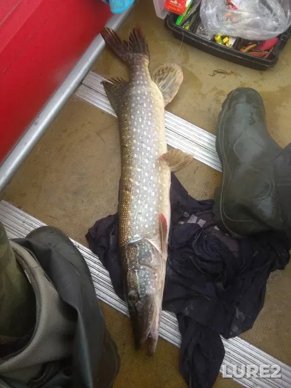 Pike — Oka, Jul 16, 2019