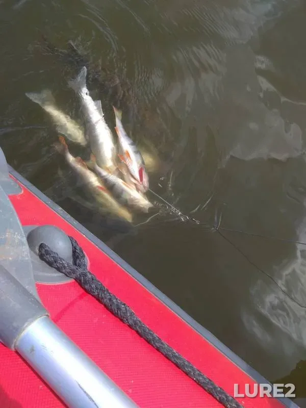 Perch, Pike — Oka, Jul 22, 2019