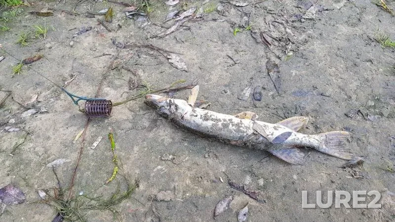 Pike — Moskva, Aug 24, 2019