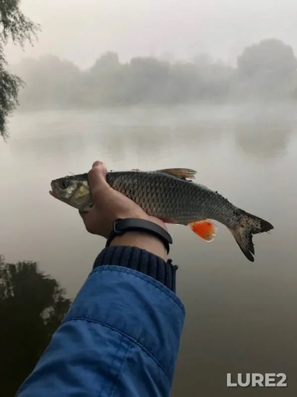 Bream, Chub — Moskva, Aug 31, 2019