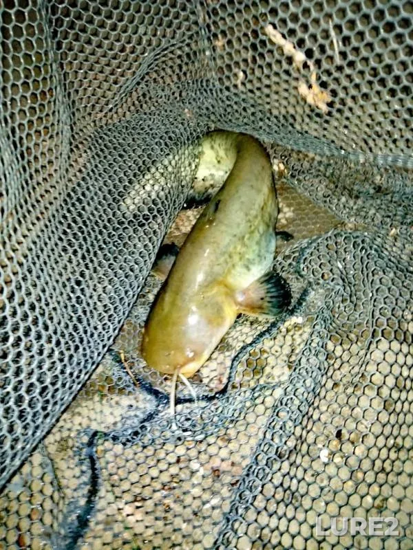 Bream, Wels catfish — Moskva, Aug 29, 2019