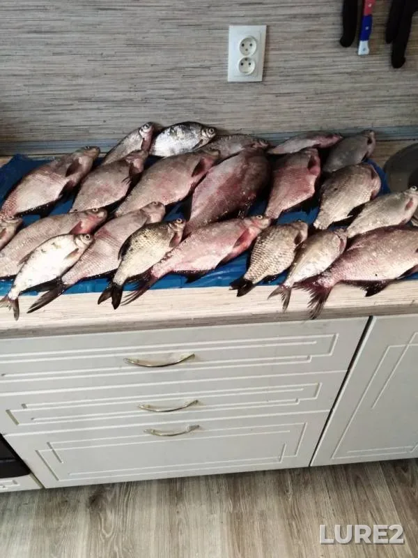 Bream — Moskva, Sep 02, 2019