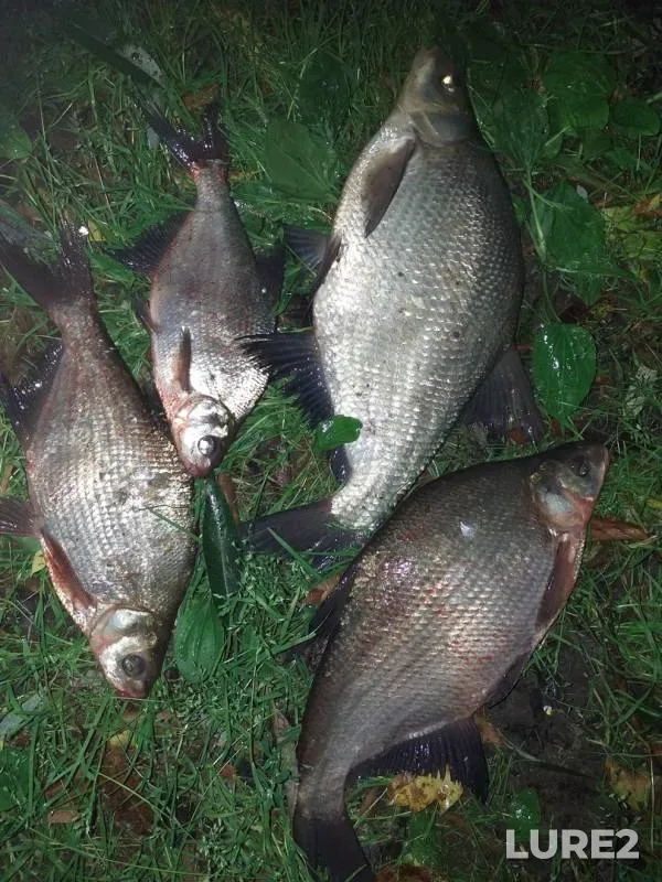 Bream — Moskva, Aug 16, 2019