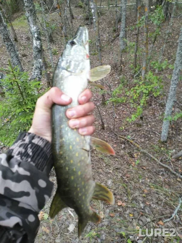 Perch, Pike — Moskovskaya oblast, gorodskoy okrug Yegoryevsk, Aug 09, 2019