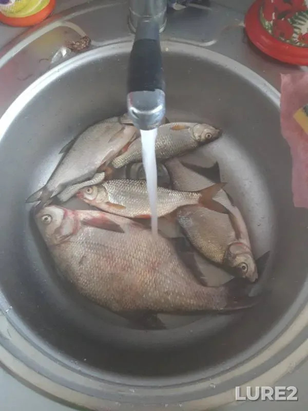 Bream, Roach — Moskva, Aug 08, 2019