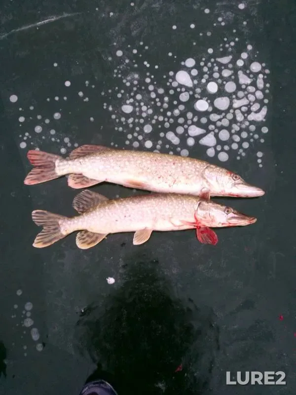 Pike — Oka, Nov 26, 2019