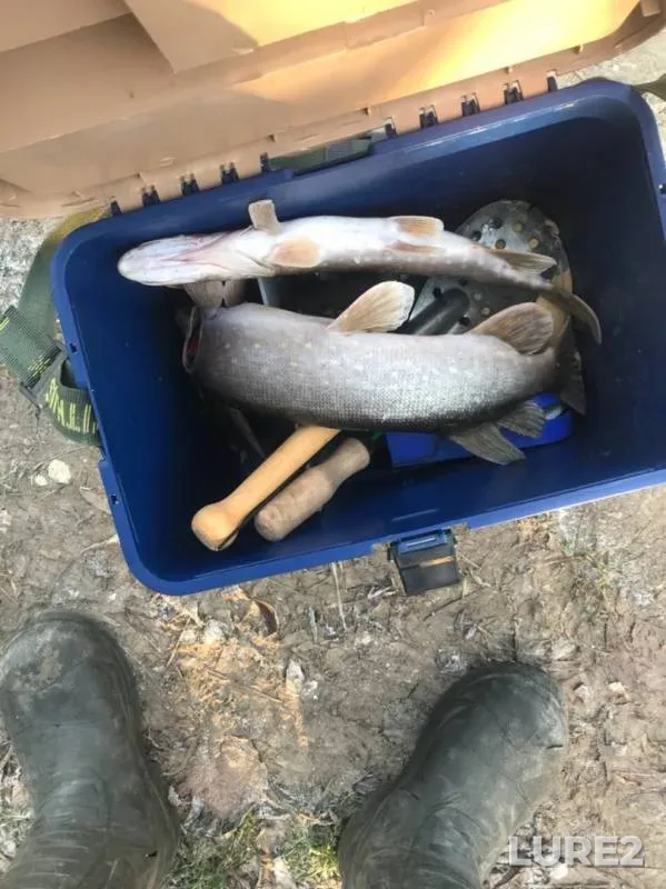 Pike — Mezenka, Nov 23, 2019