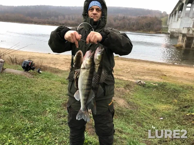 Zander — Oka, Nov 23, 2019