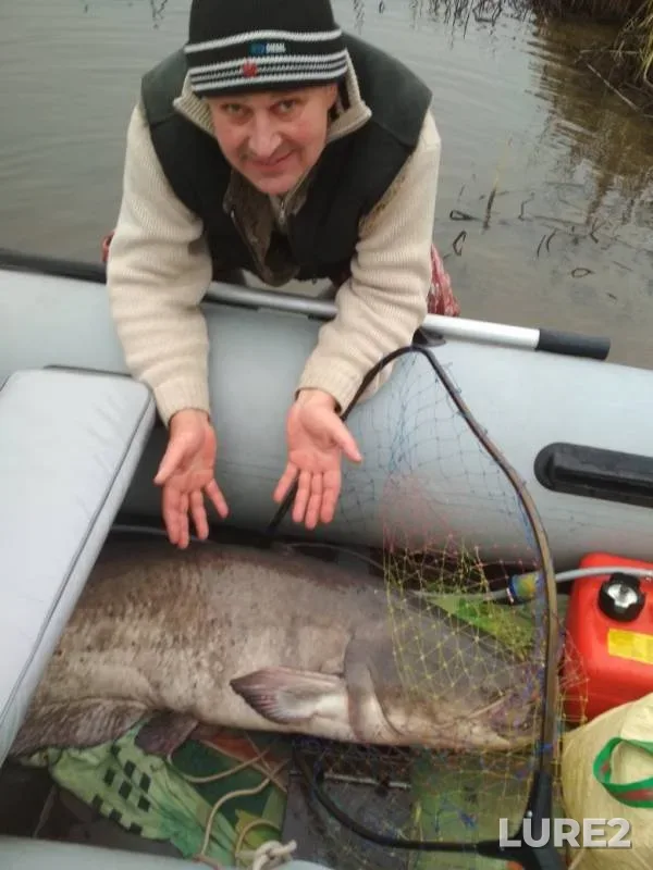 Wels catfish, Zander — Osyotr, Nov 18, 2019