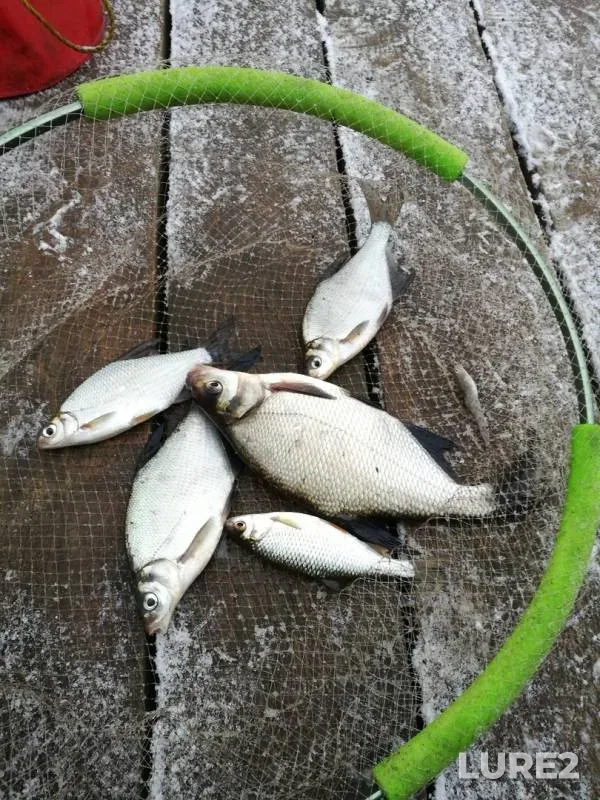Bream, Roach — Moskva, Nov 01, 2019