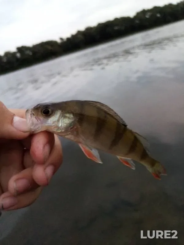 Perch — Oka, Oct 28, 2019