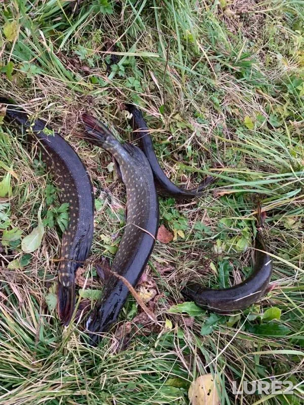 Pike — Kolomenka, Oct 14, 2019