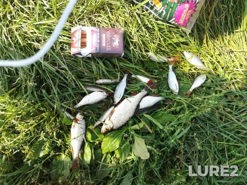Roach — Moskovskaya oblast, gorodskoy okrug Kolomna, Sep 10, 2019