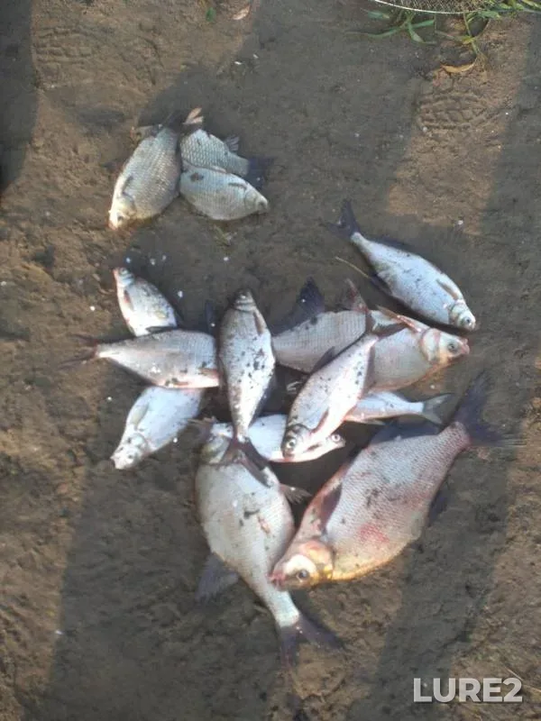 Bream, Crucian carp — Moskva, Sep 08, 2019