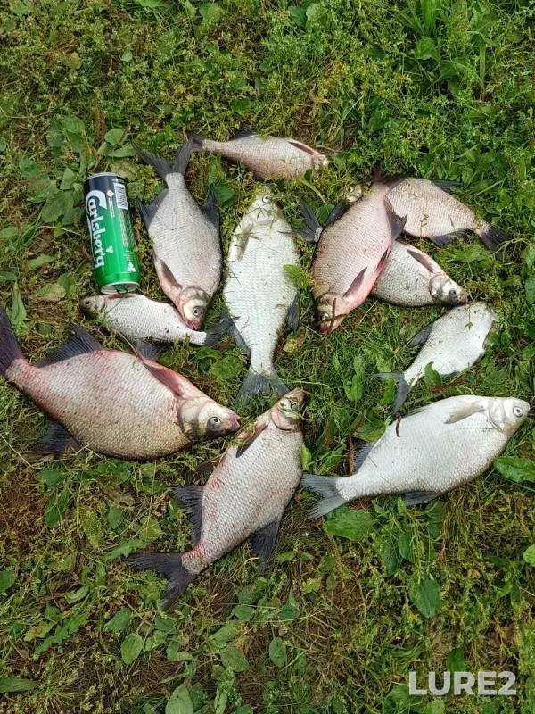Bream — Oka, Sep 07, 2019