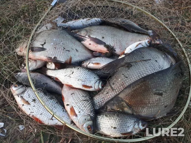 Bream, Roach — Oka, Sep 04, 2019