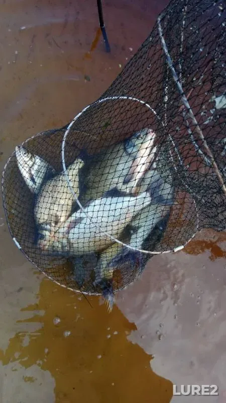 Bream — Gomelskaya oblast, Mozyrskiy rayon, Jun 09, 2019