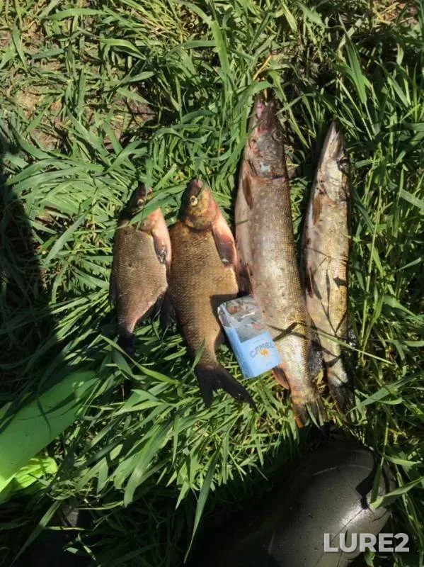 Bream, Pike — Usyazha, Jun 10, 2019
