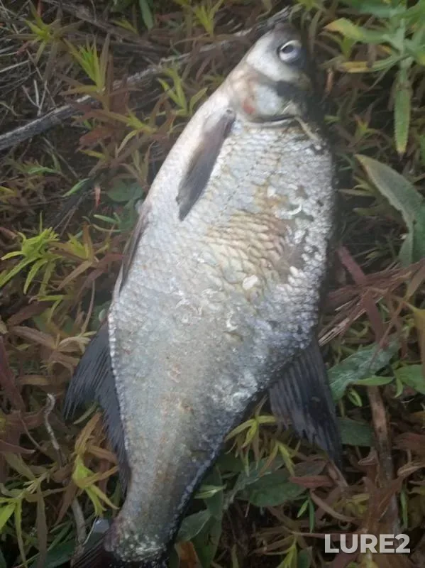 Bream — Merlyavitsa, Jun 09, 2019