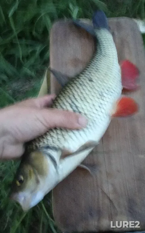 Chub — Vynya, May 27, 2019