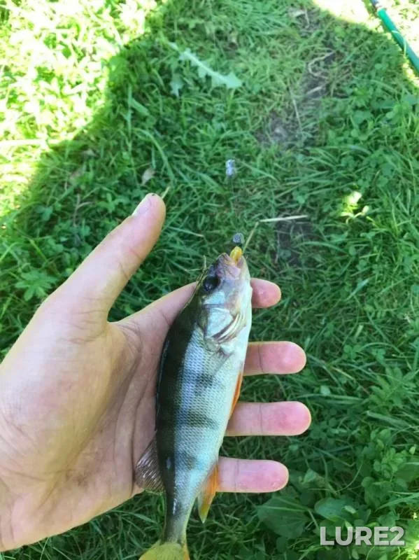 Perch, Zander — Svisloch, Aug 18, 2019