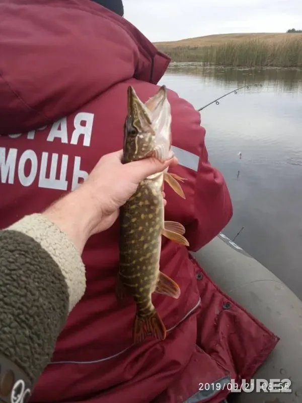 Pike — Tomashevka, Sep 21, 2019