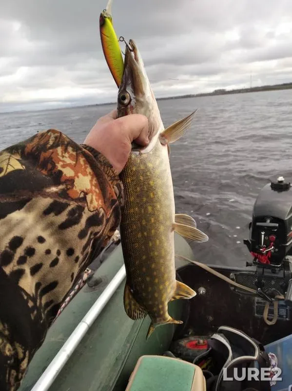 Perch, Pike — Osveyskoye, Nov 02, 2019