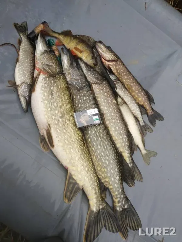 Perch, Pike — Zhigalka, Nov 05, 2019