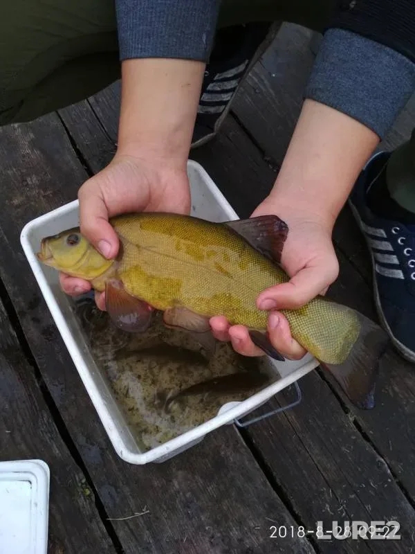 Tench — Minskaya oblast, Smolevichskiy rayon, Feb 03, 2019