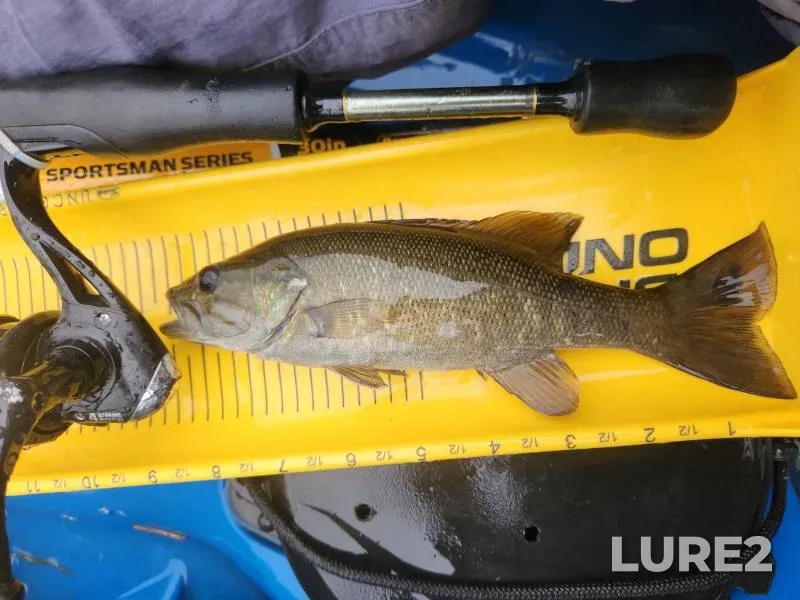 Largemouth bass, Smallmouth bass — J. Percy Priest Lake, May 10, 2020