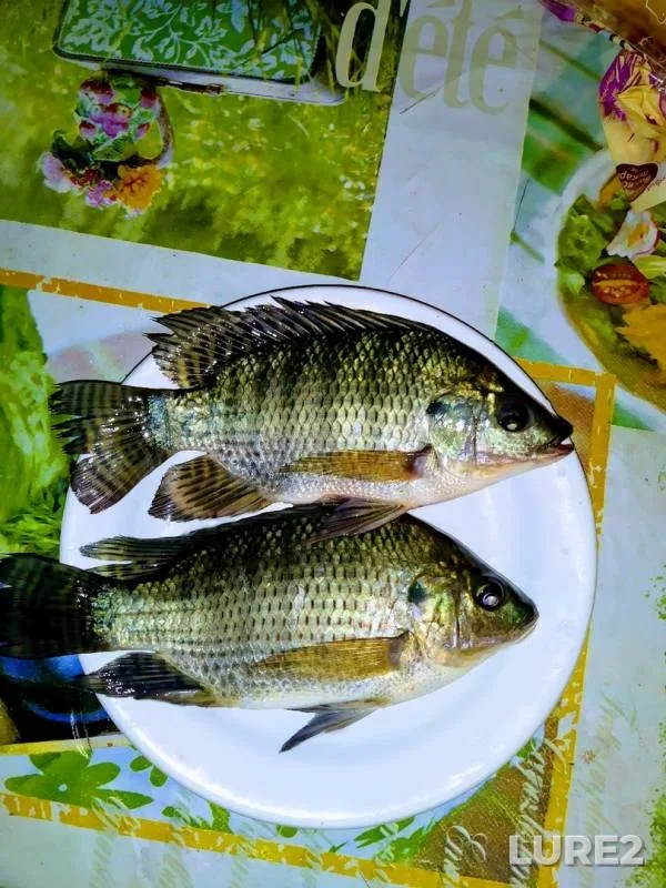 Carp — Pesvo, Nov 10, 2019