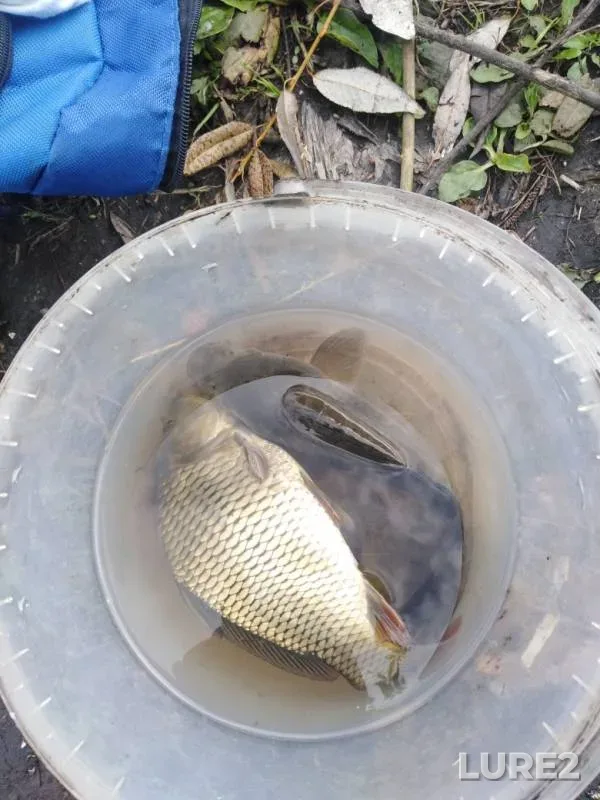 Carp, Crucian carp — Pronskoye, Oct 28, 2019