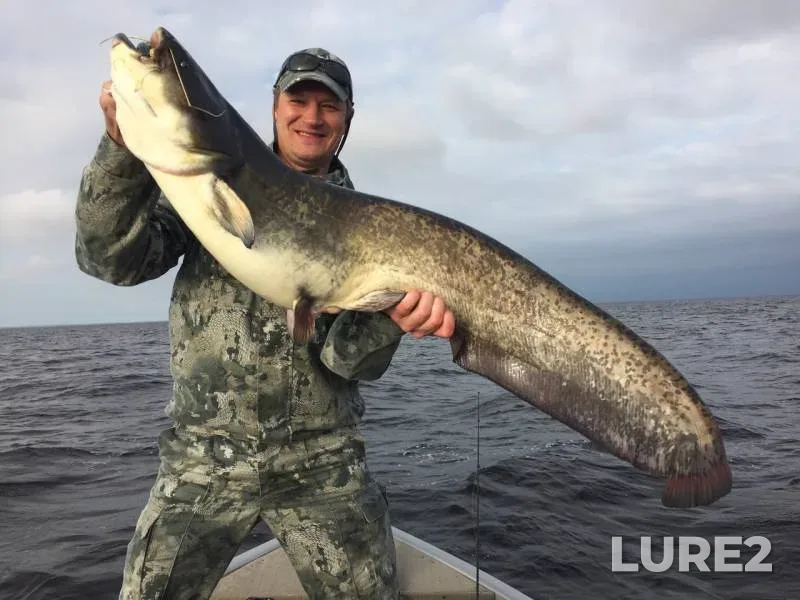 Wels catfish — Rybinskoye, Oct 26, 2019