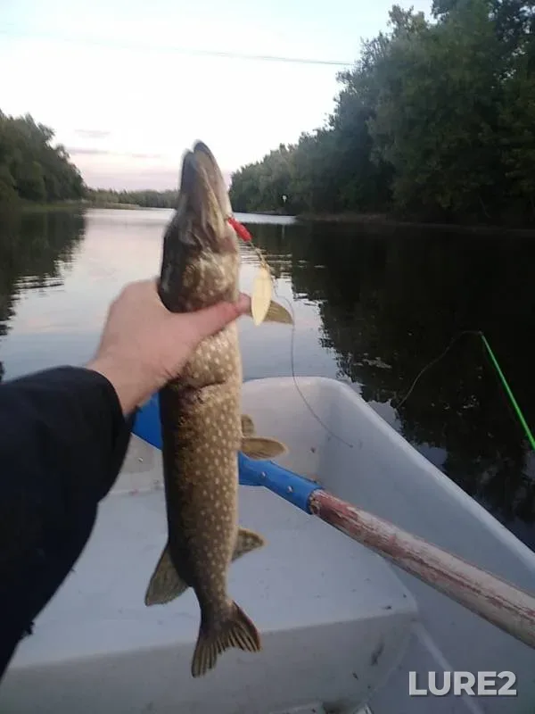 Pike — Volga, Sep 18, 2019