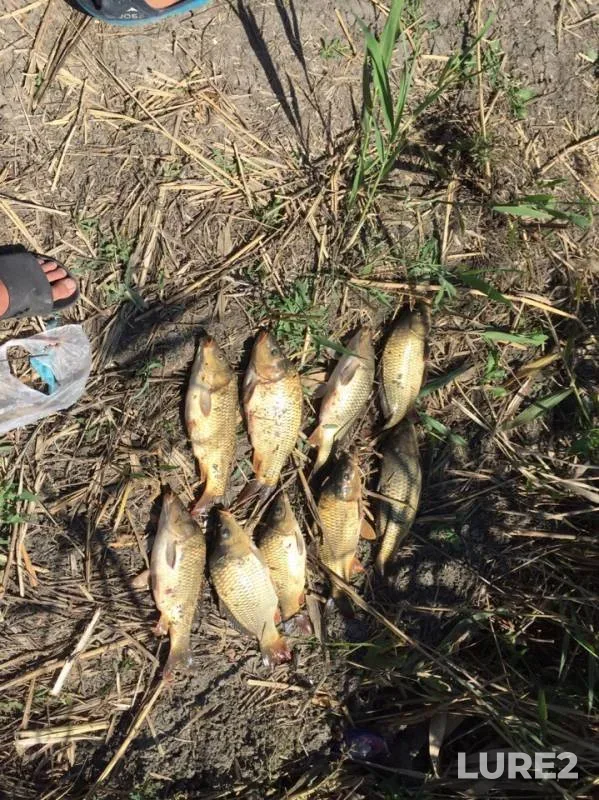 Carp — Kolodezki, Aug 11, 2019