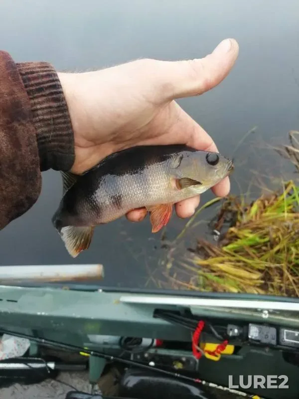 Perch — Sonduga, Oct 08, 2019
