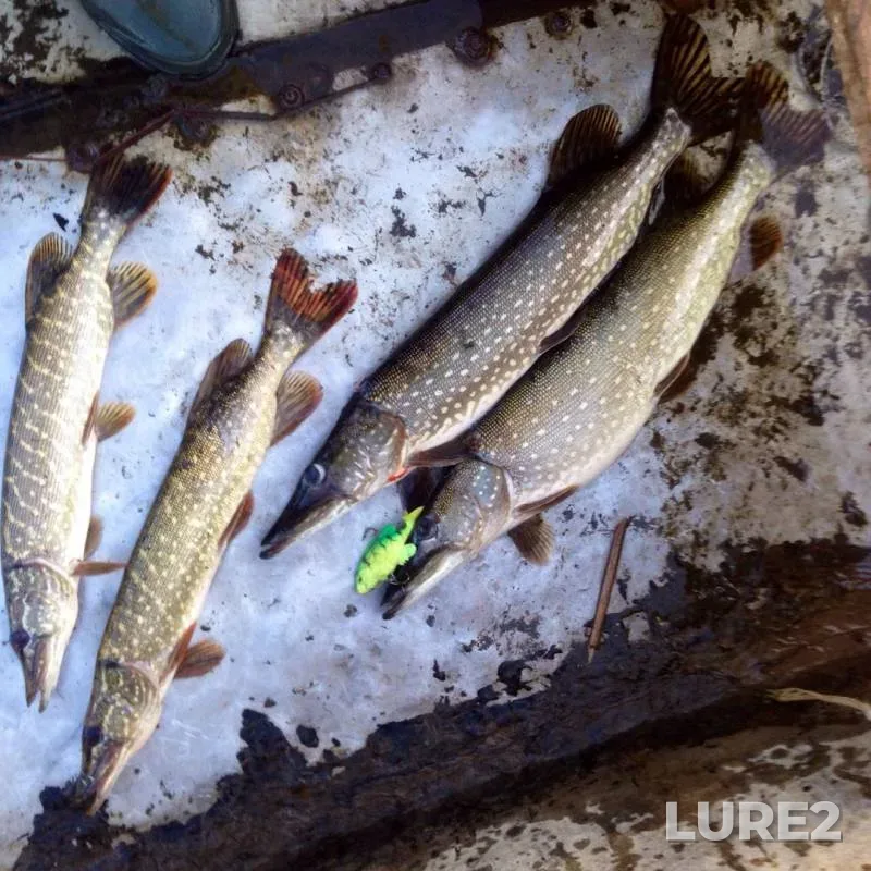Pike — Kushum, Oct 08, 2019