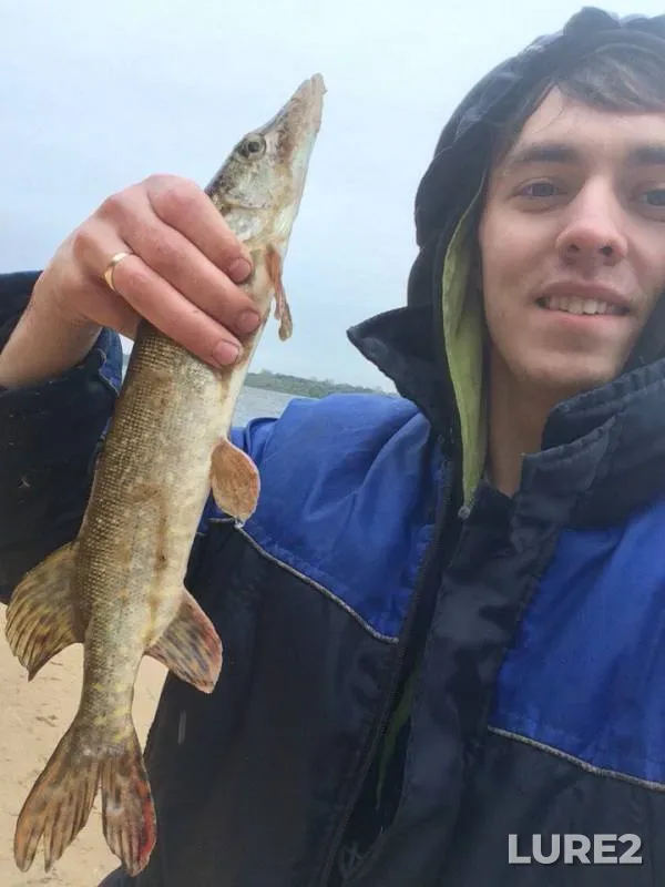 Perch, Pike — Volga, Oct 08, 2017