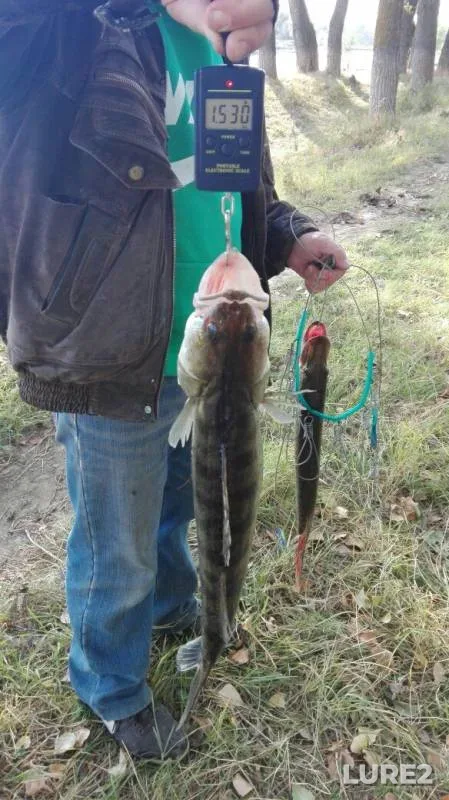 Pike, Zander — Akhtuba, Oct 07, 2017