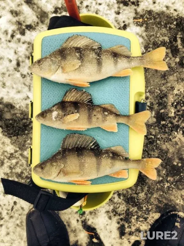 Perch — Klyazma, Nov 28, 2014