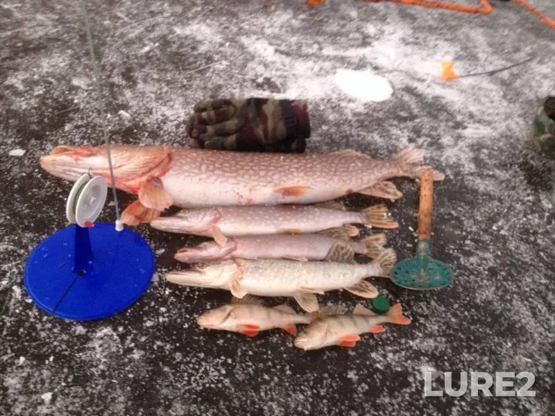 Perch, Pike — Seyma, Nov 27, 2014