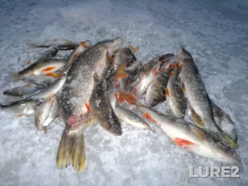 Perch, Pike — Pizhma, Nov 28, 2014